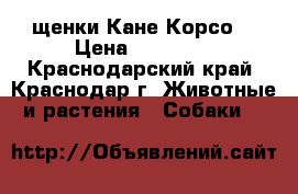 щенки Кане Корсо. › Цена ­ 10 000 - Краснодарский край, Краснодар г. Животные и растения » Собаки   
